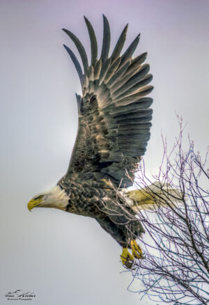 Eagle (18x12) Canvas Print