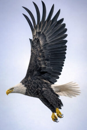 Eagle