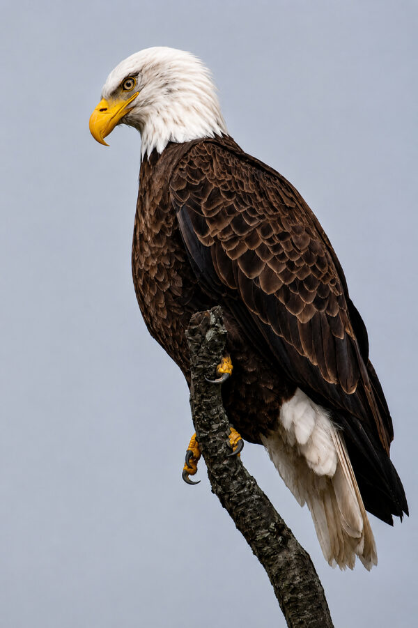 Bald_Eagle_Perched_web