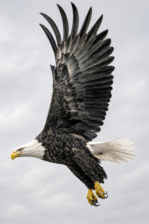 Eagle_1_web