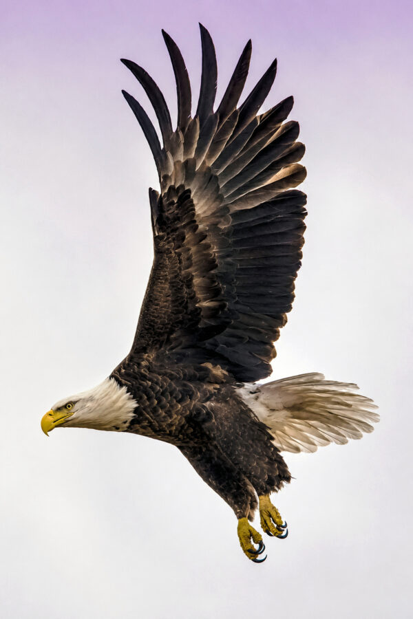 Bald_Eagle_12x18_300dpi